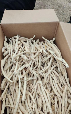 白鲜皮一亩地能产多少斤 白鲜皮一亩地能产多少斤