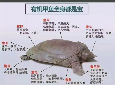 甲鱼好养活吗 甲鱼好养活吗