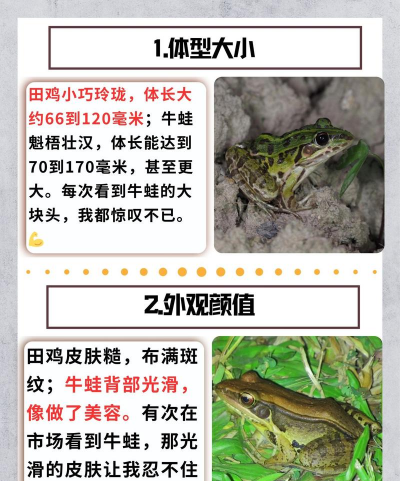 田鸡和牛蛙的区别 田鸡和牛蛙的区别