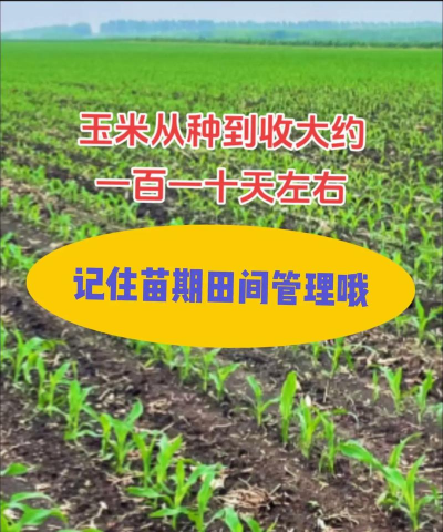 玉米几十天出天穗 玉米几十天出天穗