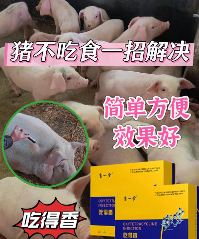 猪无缘无故不吃食怎么回事 猪无缘无故不吃食怎么回事
