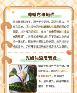 紫背竹芋有什么好处 紫背竹芋有什么好处