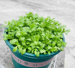 雏菊苗长什么样 雏菊苗长什么样