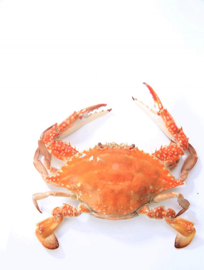 梭子蟹长什么样子 梭子蟹长什么样子