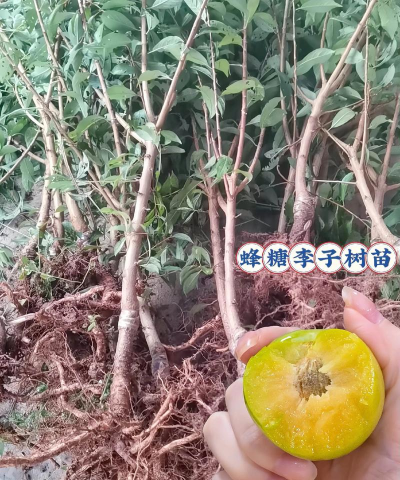 李子树苗几月份移栽好 李子树苗几月份移栽好