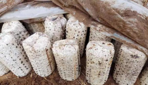 木耳种植方法 木耳种植方法