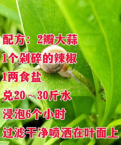 无壳蜗牛怎么消灭根除 无壳蜗牛怎么消灭根除