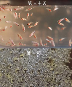 斗鱼苗孵化后几天饿死 斗鱼苗孵化后几天饿死