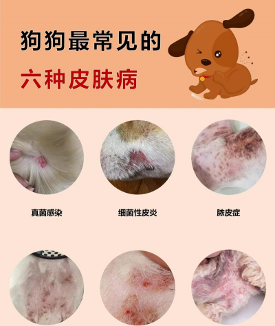 影响狗皮肤的全身疾病 影响狗皮肤的全身疾病