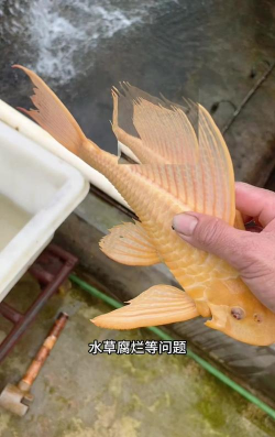 排水道里放养什么充当清道夫 排水道里放养什么充当清道夫