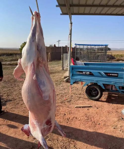 成年羊一般有多重 成年羊一般有多重