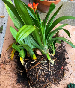 君子兰种到什么位置 君子兰种到什么位置