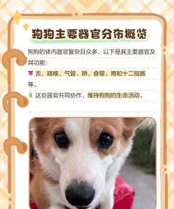 雄性犬的生殖障碍 雄性犬的生殖障碍