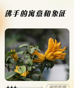 佛手象征是什么意思 佛手象征是什么意思