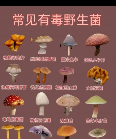 常见的野生菌 常见的野生菌