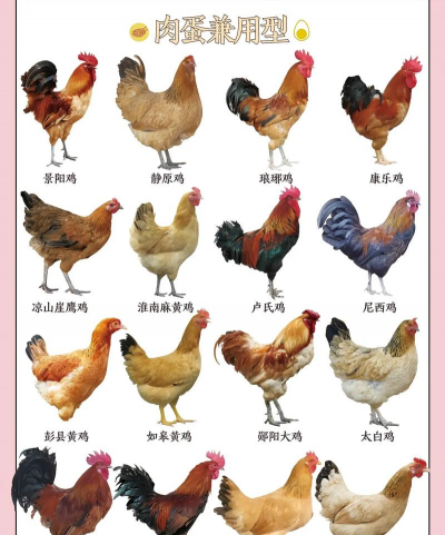 常见25种家禽家畜 常见25种家禽家畜