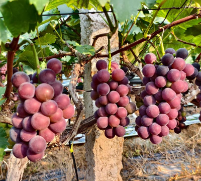 巨峰葡萄亩产量多少斤 巨峰葡萄亩产量多少斤