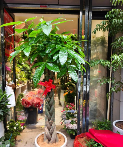 盆栽什么树适合室内养 盆栽什么树适合室内养