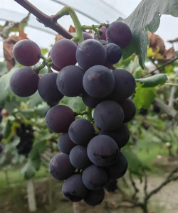 巨峰葡萄二次膨大期施什么肥 巨峰葡萄二次膨大期施什么肥