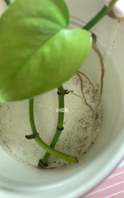 水绿萝里面长了什么虫 水绿萝里面长了什么虫