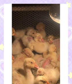 小鹅啄毛的原因 小鹅啄毛的原因