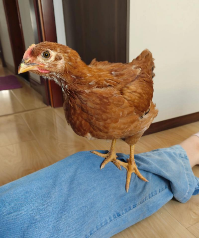 小鸡最难养的几个月 小鸡最难养的几个月