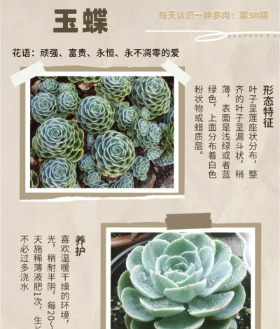 多肉什么原因开花 多肉什么原因开花