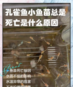 小鱼苗每天都死的原因 小鱼苗每天都死的原因