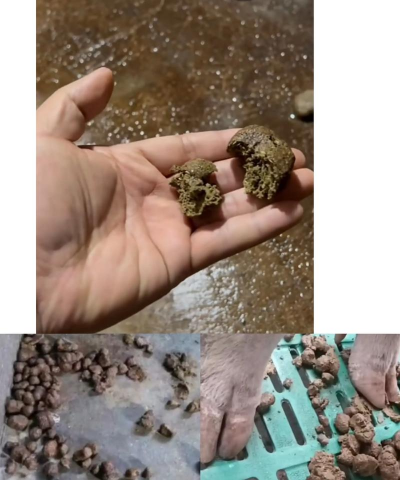 小猪腹泻怎么办 小猪腹泻怎么办