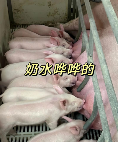 小猪吐奶是怎么回事呢 小猪吐奶是怎么回事呢