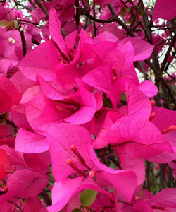 深圳本地花有哪些 深圳本地花有哪些