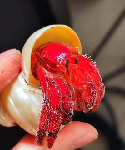 寄居蟹的壳是怎么来的 寄居蟹的壳是怎么来的