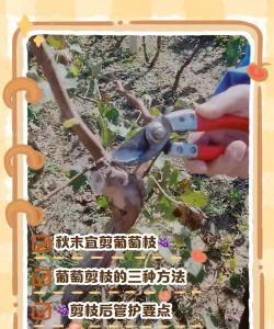 家庭葡萄树怎么修剪 家庭葡萄树怎么修剪