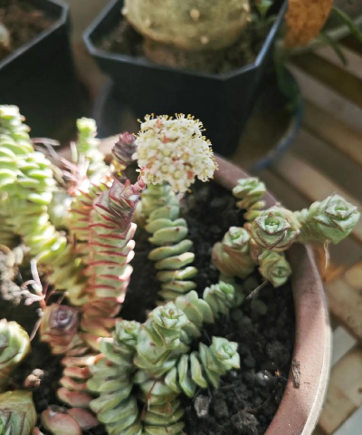 钱串子开花是什么原因 钱串子开花是什么原因