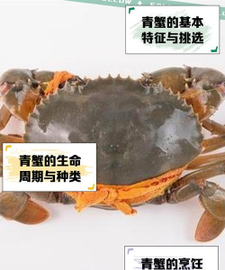 如何挑选青蟹 如何挑选青蟹