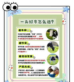 奶牛的特点 奶牛的特点