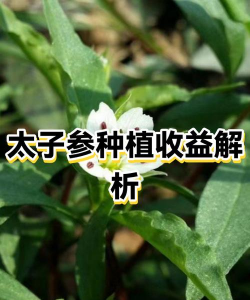 太子参种植技术与栽培管理 太子参种植技术与栽培管理