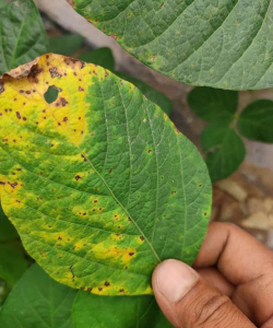 大豆的病害有哪些 大豆的病害有哪些