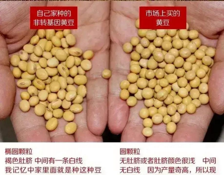 大豆和黄豆的区别 大豆和黄豆的区别