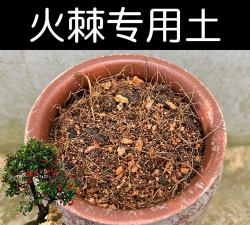 火棘种植用什么土 火棘种植用什么土