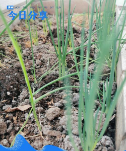 大葱割一茬还能再长吗 大葱割一茬还能再长吗