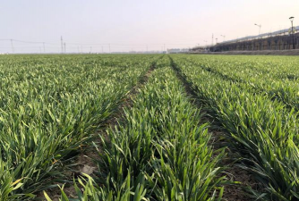 大汶口主要种植什么农作物 大汶口主要种植什么农作物