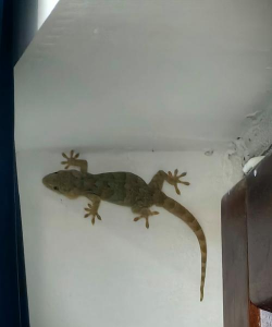 壁虎会在家里做窝繁殖吗 壁虎会在家里做窝繁殖吗