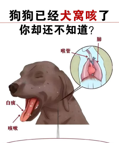 犬的肺部蠕虫感染 犬的肺部蠕虫感染