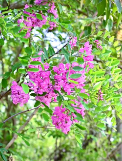 香槐花怎么种植 香槐花怎么种植