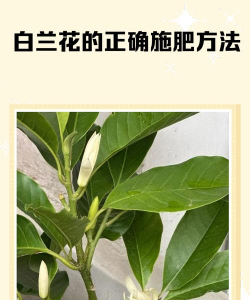 白兰种植怎么施肥 白兰种植怎么施肥