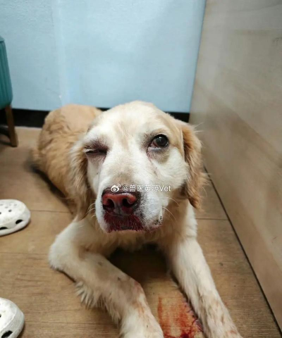 犬鼻腔和泪道疾病 犬鼻腔和泪道疾病