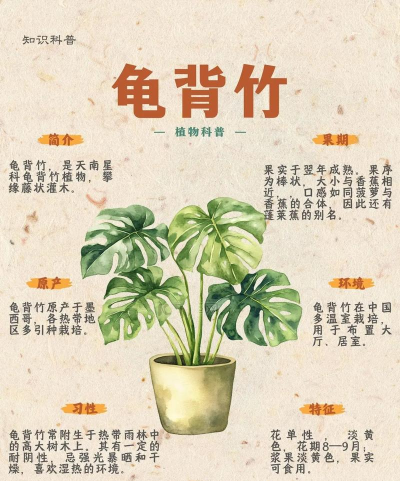 龟背竹多少种类 龟背竹多少种类