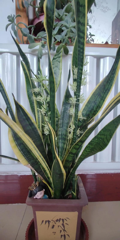 虎皮兰开花的寓意什么 虎皮兰开花的寓意什么