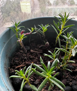 太阳花怎么养才能开花爆盆 太阳花怎么养才能开花爆盆